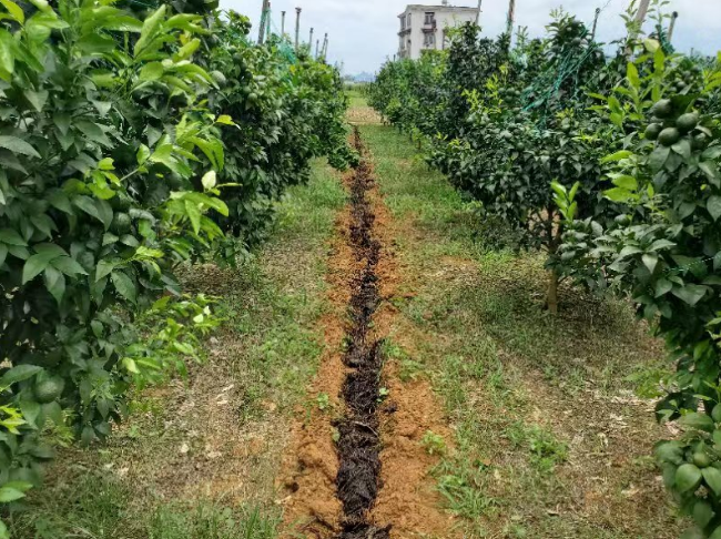 果树合理施用微生物菌肥
，果子又大味道甜